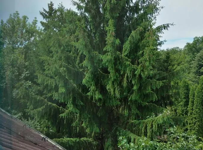 Bed & Breakfast Diana Panzio