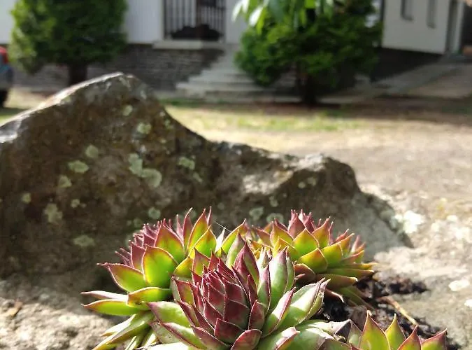 Bed & Breakfast Diana Panzio 3*